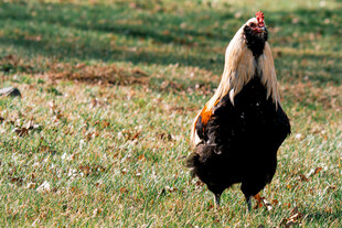 昂首挺立的公鸡