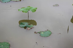 荷塘  