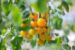 枝头黄番茄 清新田园风