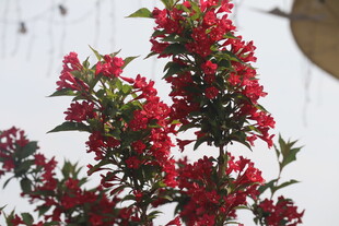 锦带花