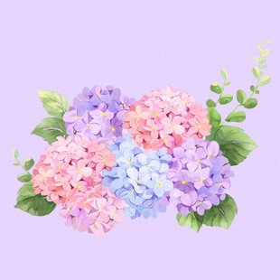 水彩绣球花插画