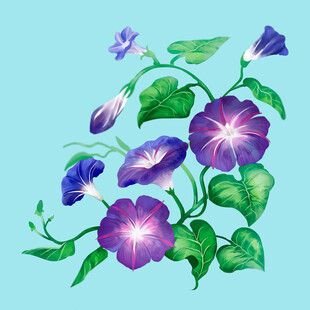 手绘紫色牵牛花插画