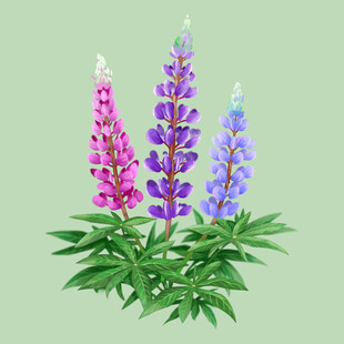 美丽羽扇豆花插画