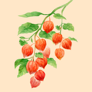 水彩画中的红姑娘果