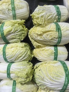 新鲜大白菜整齐堆叠