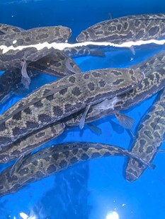 一群娃娃鱼在蓝色水池中