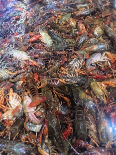 大量鲜活小龙虾堆在一起