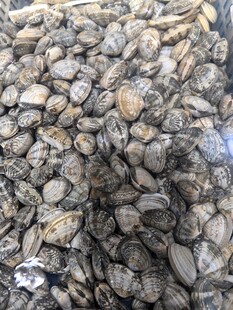 一堆牡蛎壳特写