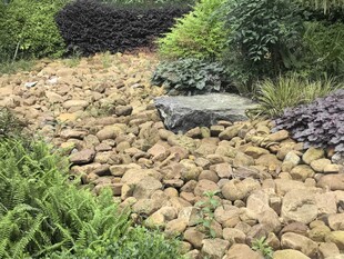 石径绿植间的静谧小景