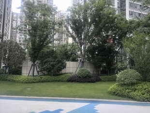 小区内的绿植景观