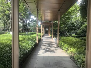 林荫下的静谧步道