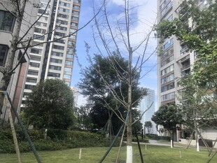 小区内的独特金属艺术装置