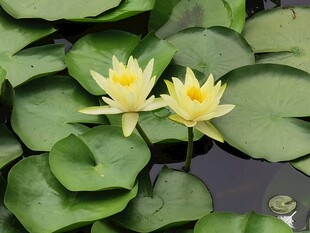 米黄色 荷花
