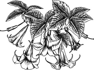 手绘花卉图案