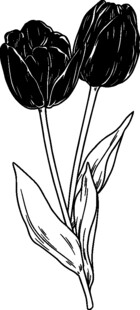 三朵郁金香线条插画