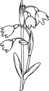 铃兰花线稿图