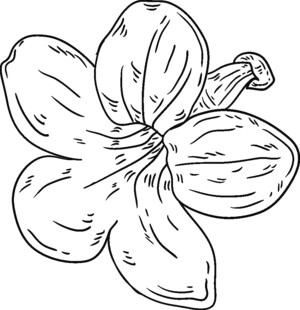 手绘线条花朵图案