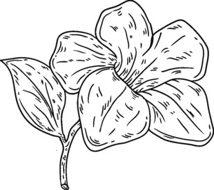 手绘花卉线条图