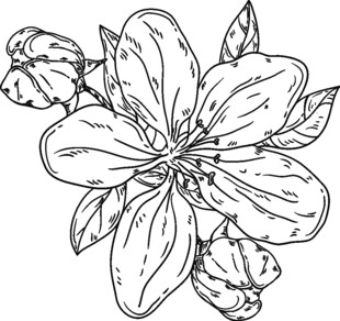 手绘花卉线条图