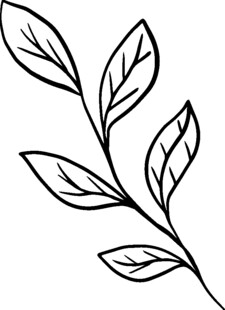 简约手绘植物枝叶线条图
