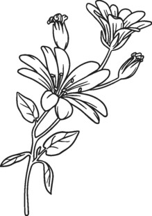 手绘花卉线条图