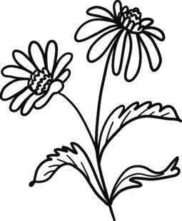 手绘雏菊线条图