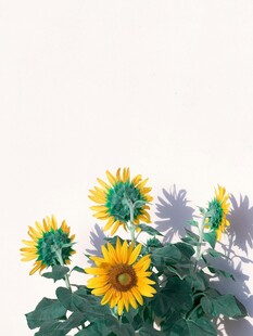 阳光下的向日葵花朵