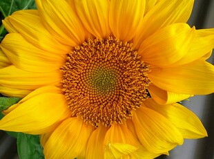 绽放的金黄向日葵