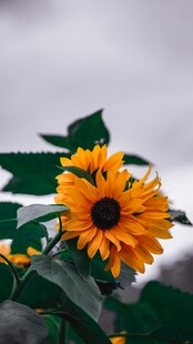 阳光下的灿烂向日葵