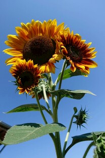 阳光下的灿烂向日葵