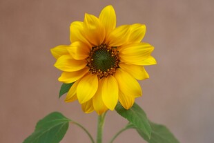 单朵向日葵绽放