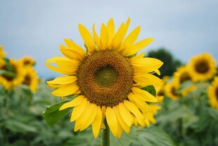 向日葵花海中的灿烂花朵