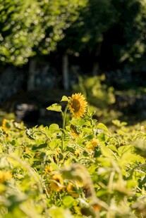 阳光下的向日葵花田