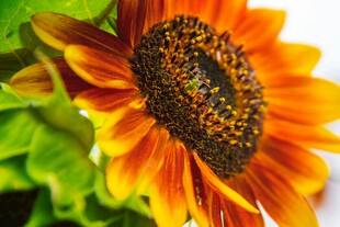 艳丽向日葵特写