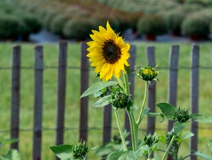 栅栏旁的向日葵绽放