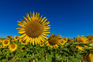 向日葵花海蓝天美景