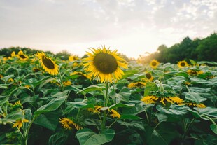金色向日葵田的灿烂风光