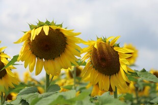 向日葵花海绽放蓝天之下