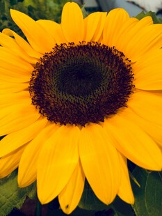 绽放的向日葵花朵