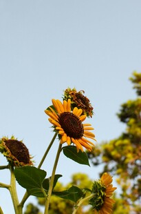 阳光下的向日葵绽放