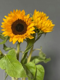 花瓶中的两朵向日葵
