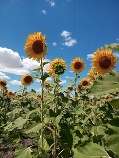 蓝天向日葵花田美景