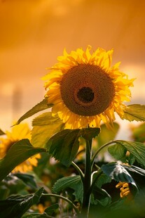 夕阳下的向日葵绽放