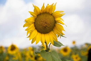 向日葵花海中的单株花朵