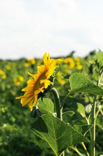 田野中的灿烂向日葵