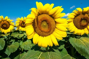 灿烂向日葵花海