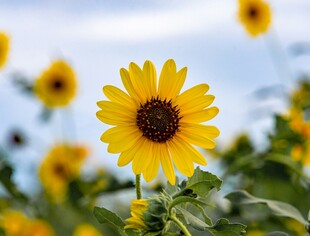 阳光下的灿烂向日葵