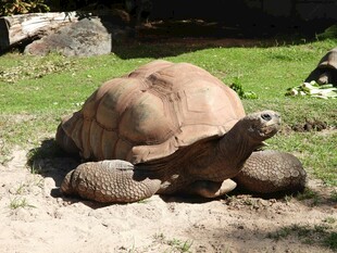 沙滩上的巨型乌龟