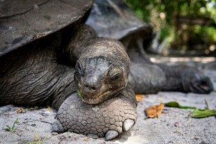 趴着休息的巨型乌龟