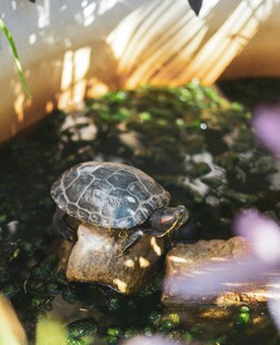 阳光下的乌龟惬意休憩